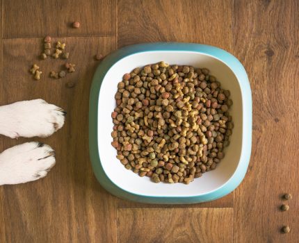 Co zawiera bezzbożowa karma dla psa?